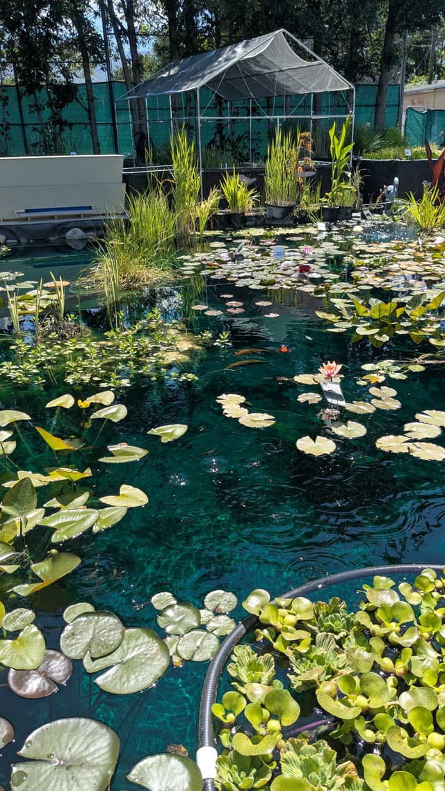 Decorative pond feature