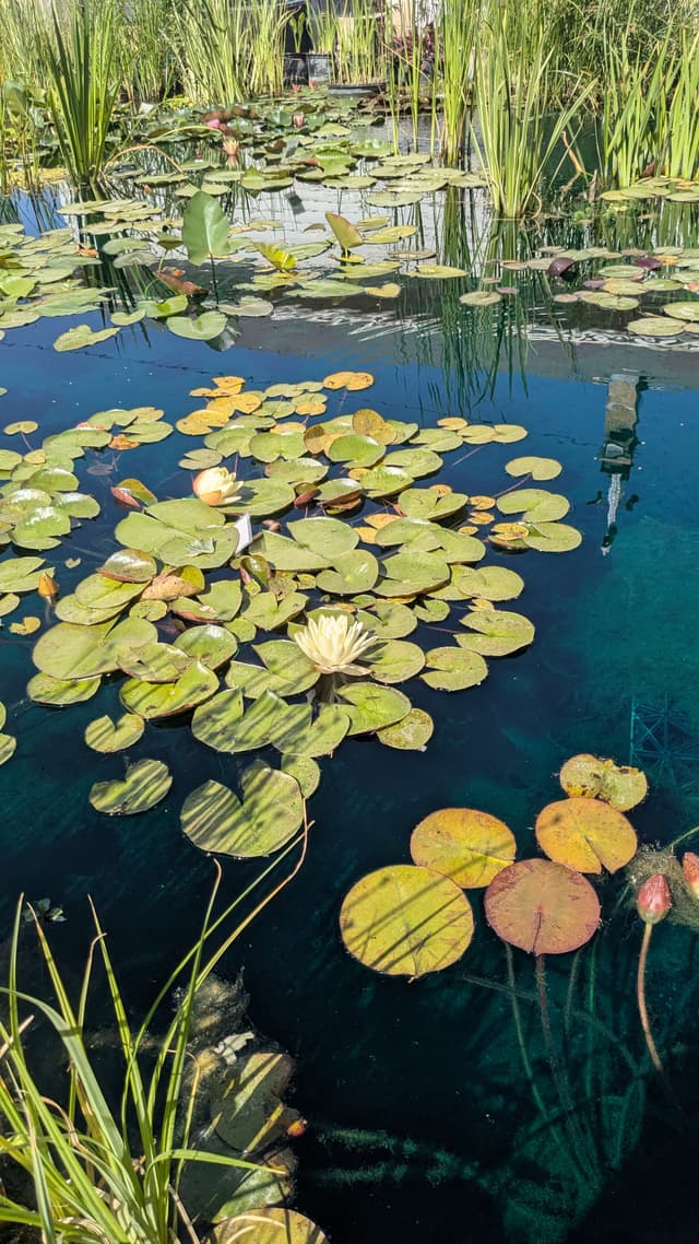 Natural pond ecosystem