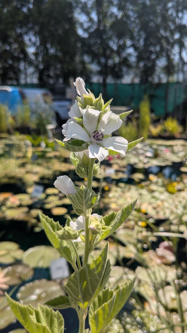 Clean koi pond with waterfall